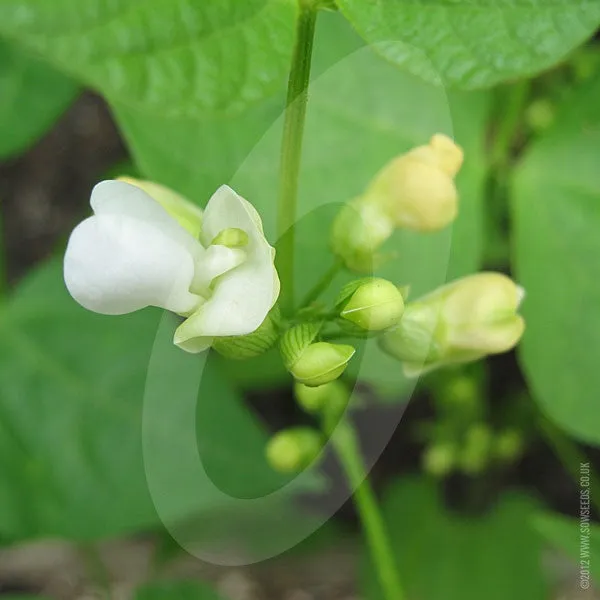 Dwarf French Bean Stanley Seeds (AGM)