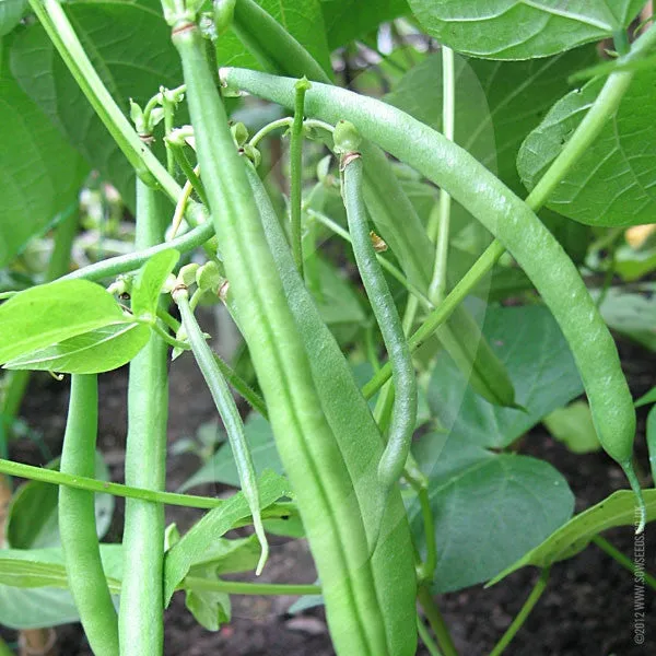 Dwarf French Bean Stanley Seeds (AGM)